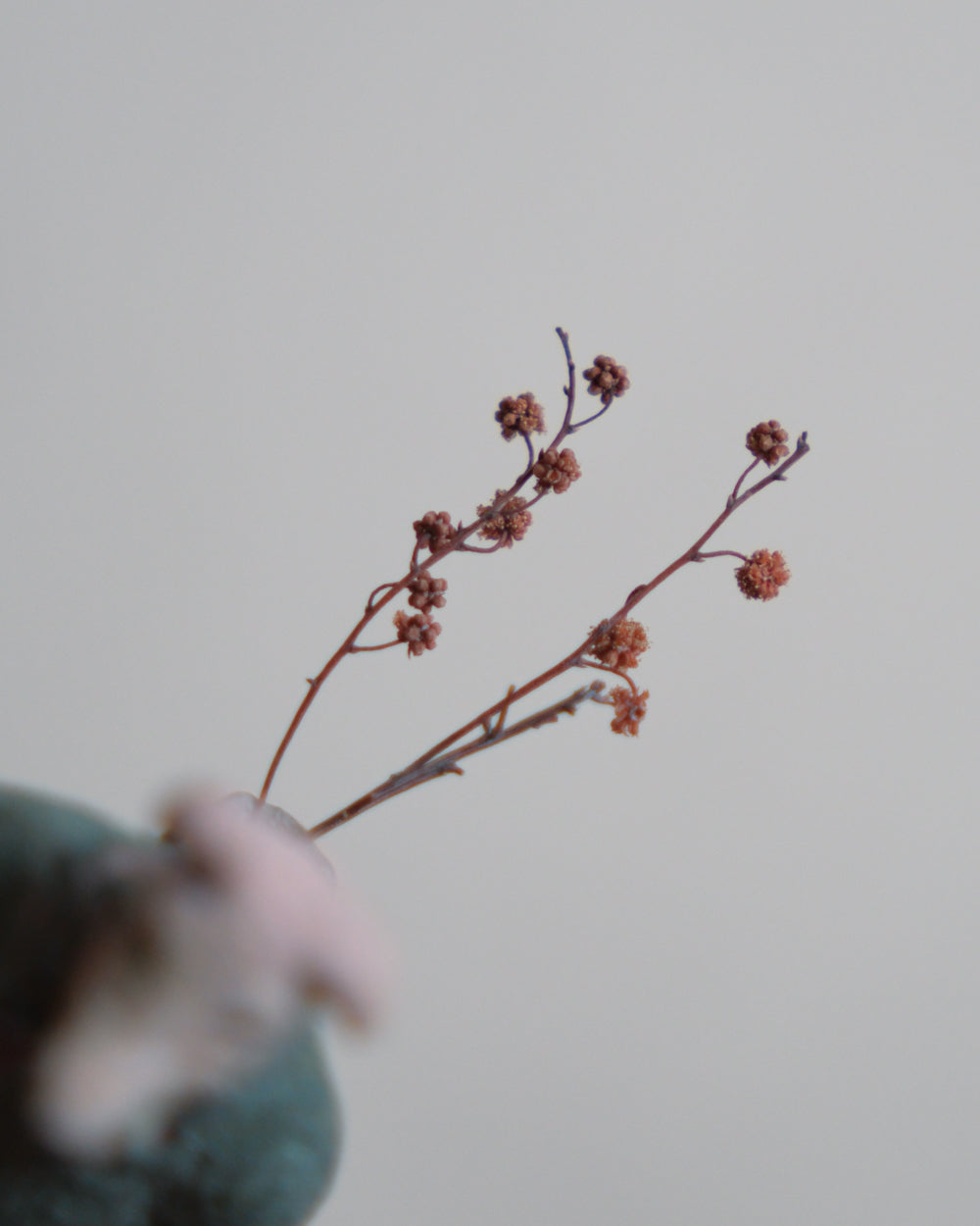 搬運花的犬人